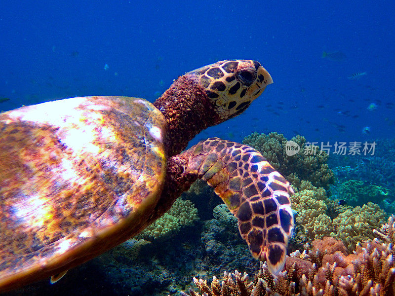 玳瑁(Eretmochelys imbricata)